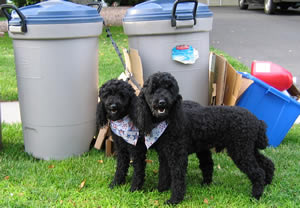 2dogs by garbage cans and recycling bin